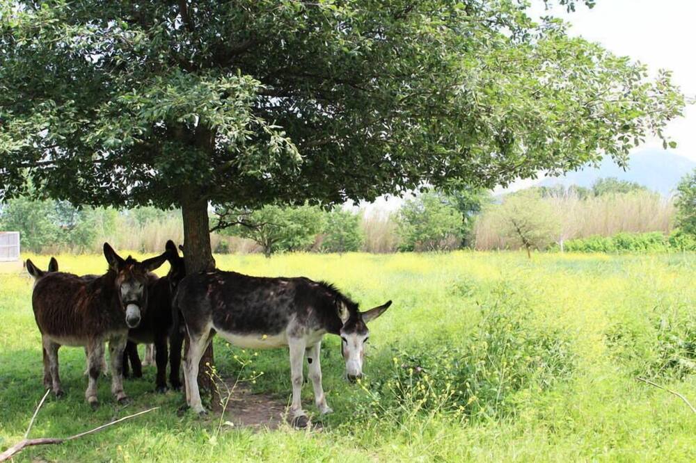 Photo of Others in Saint-Jean-Pla-de-Corts