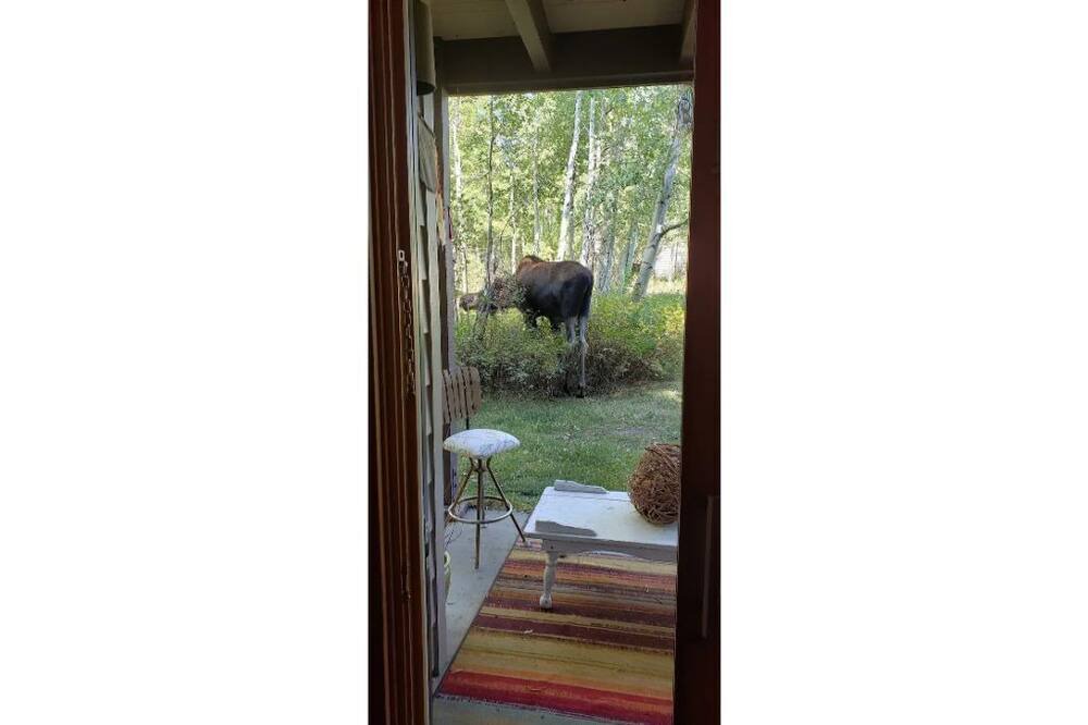 Photo of Others in Moose Wilson Road