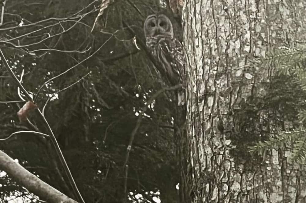 Photo of Others in Bromont