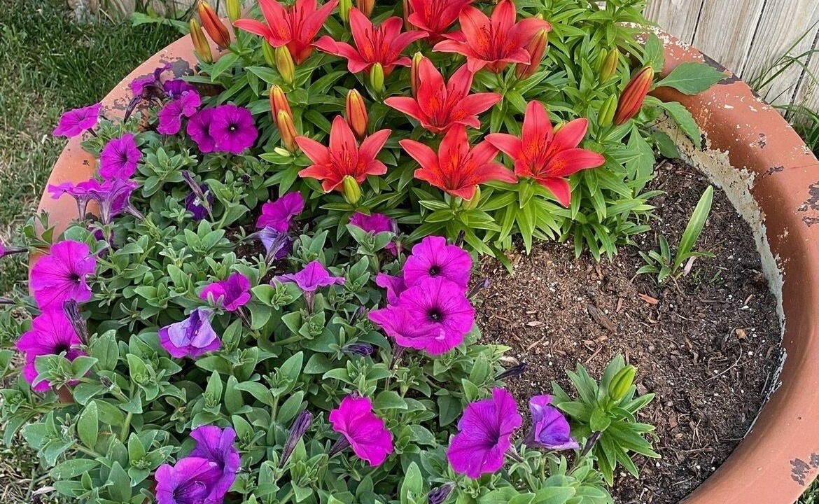 Photo of Outdoor in Wheat Ridge