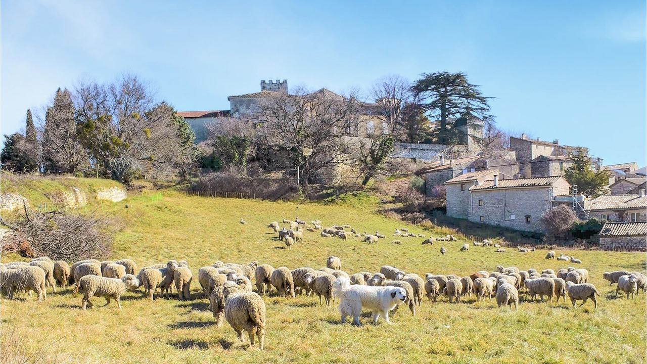 Photo of Others in Aurel