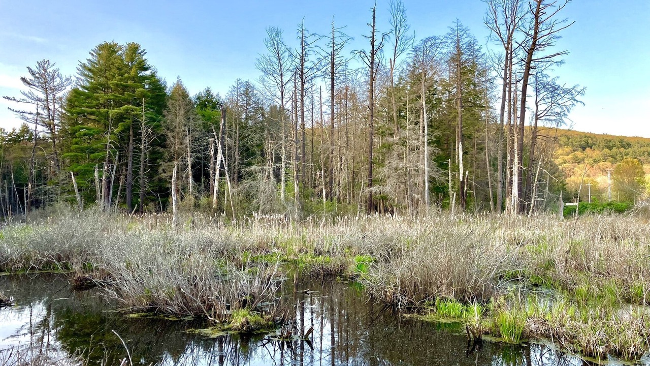 Photo of Outdoor in Colliersville