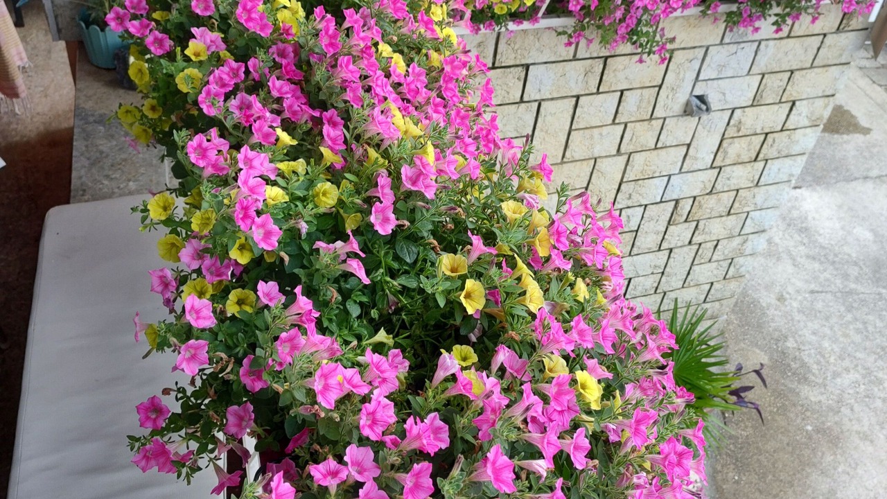 Photo of Outdoor in Rabac