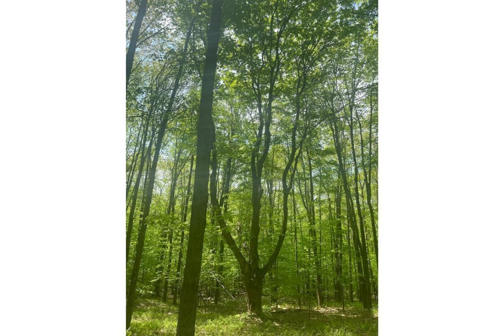 Photo of Outdoor in Afton