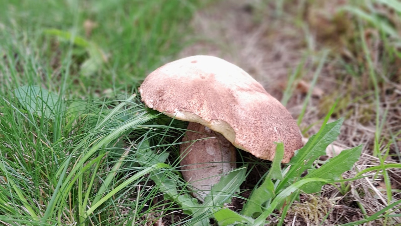 Photo of Others in Boissezon