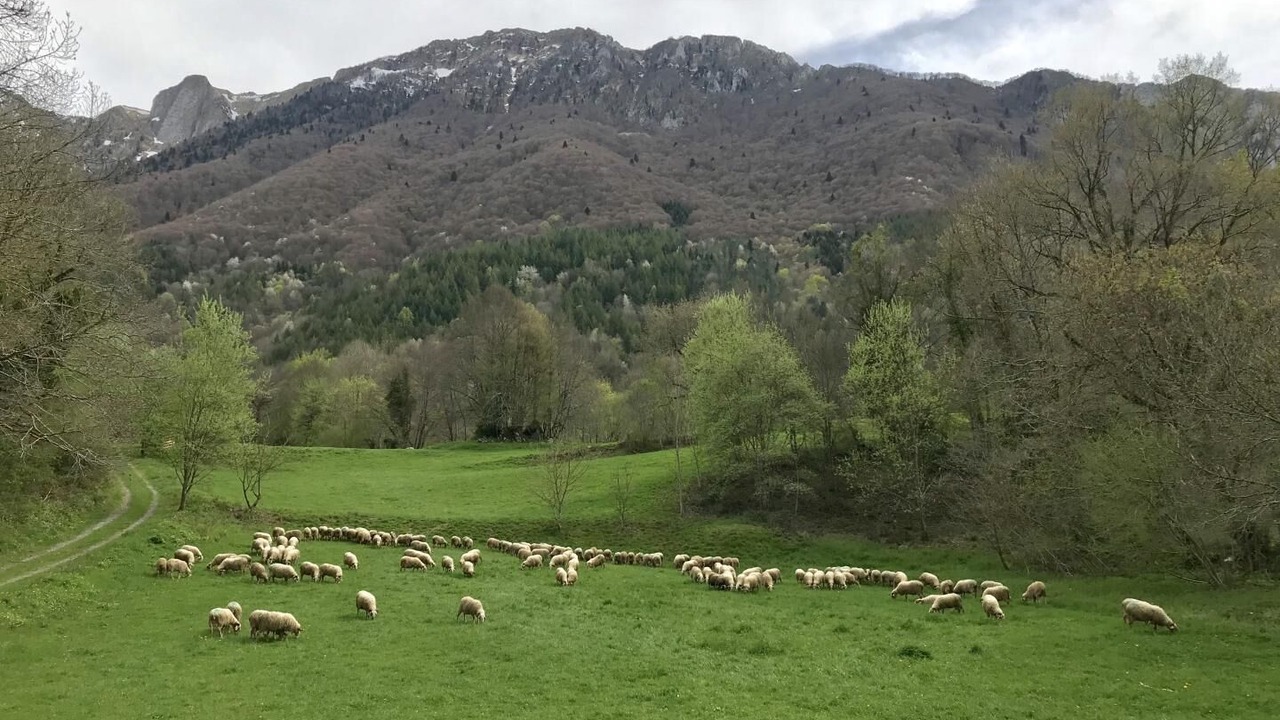 Photo of Others in Accous