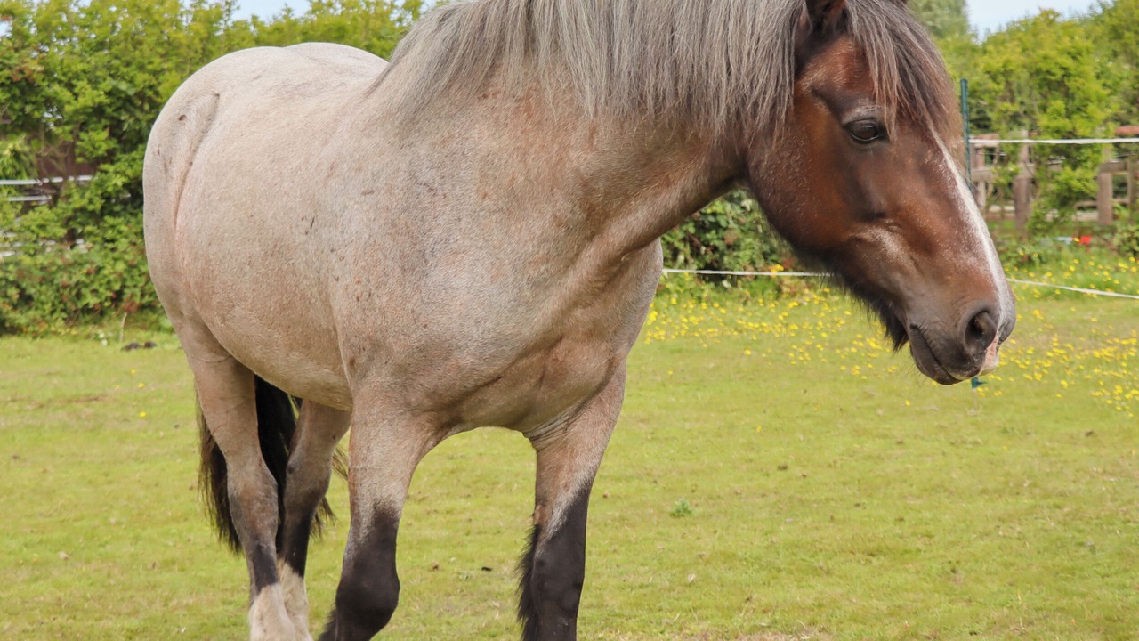 Photo of Others in Hoylake