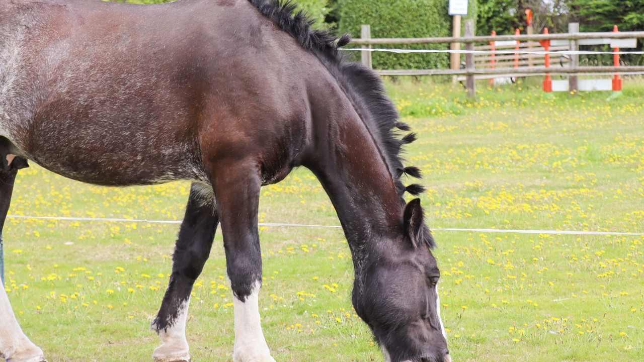 Photo of Others in Hoylake