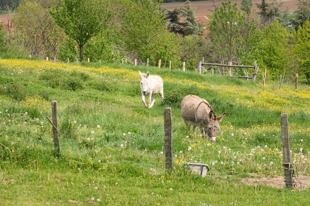 Photo of Outdoor in Chateauneuf-de-Galaure