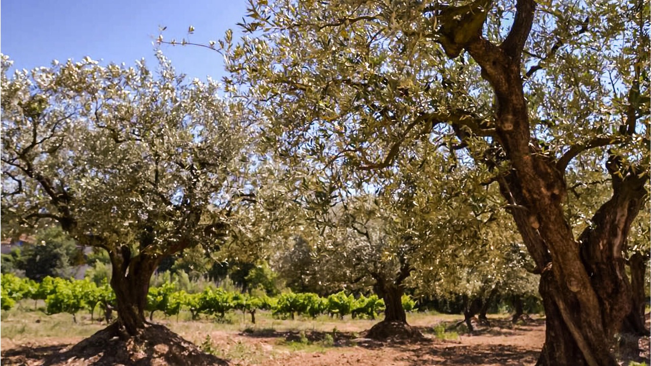 Photo of Outdoor in Malataverne