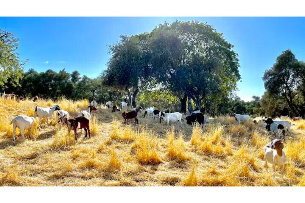 Photo of Outdoor in Carmichael