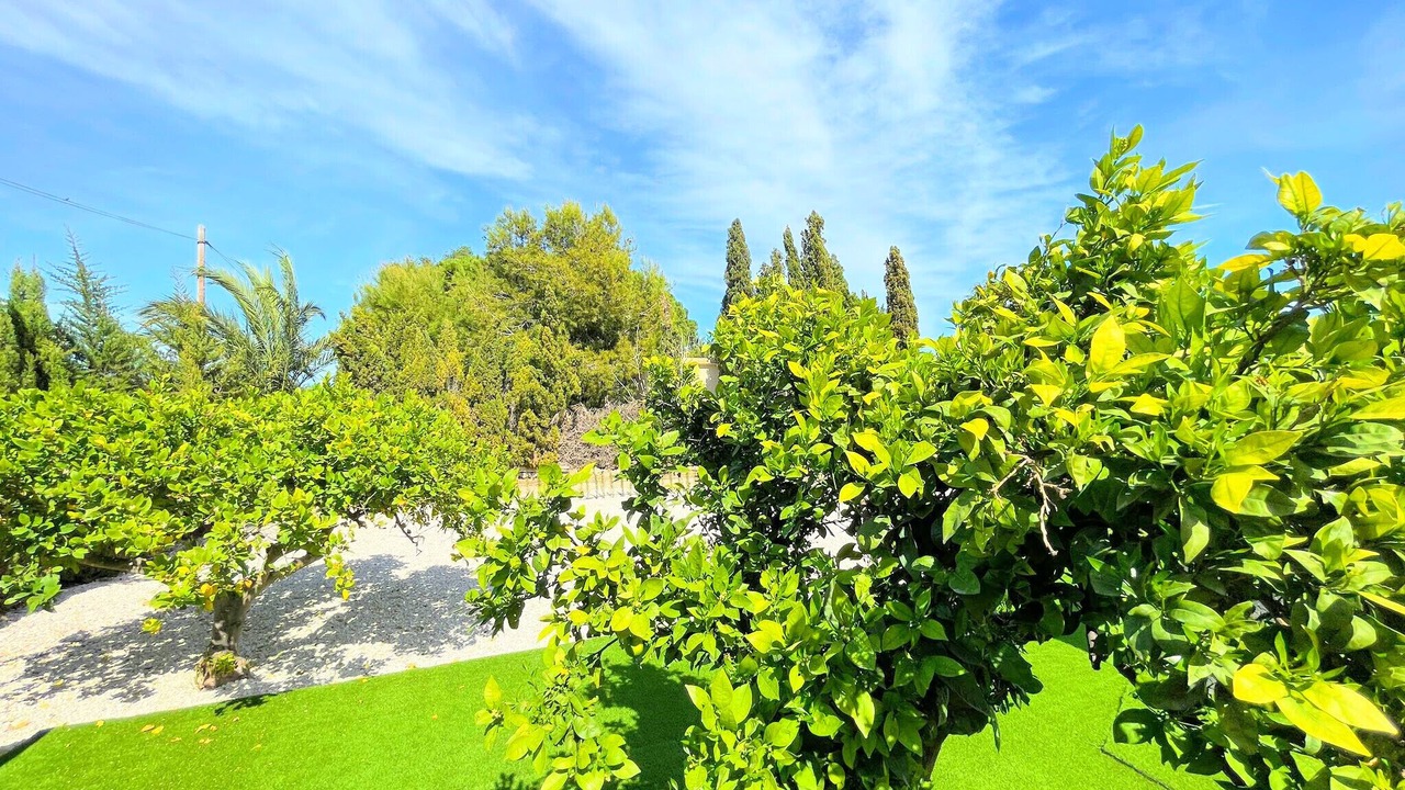 Photo of Others in Elche