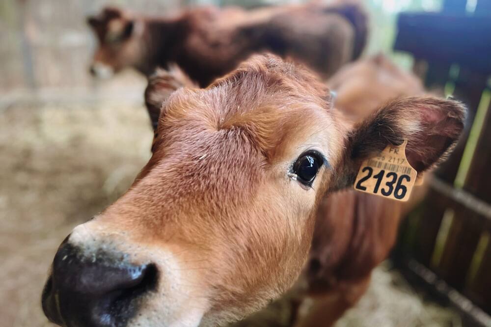 Photo of Others in Sainte-Gemme