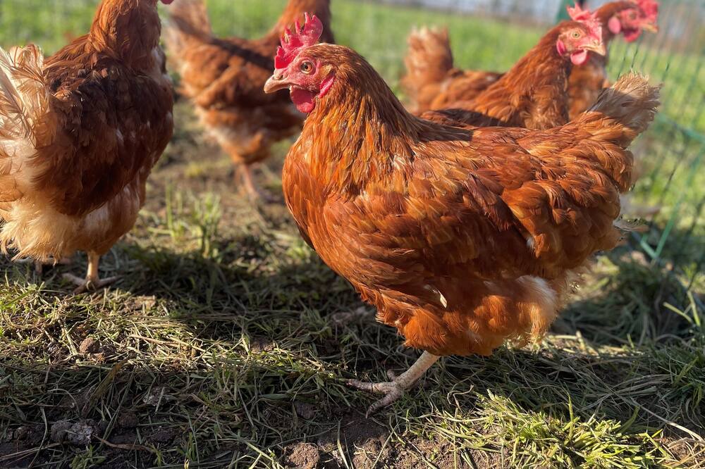 Photo of Others in Sainte-Gemme