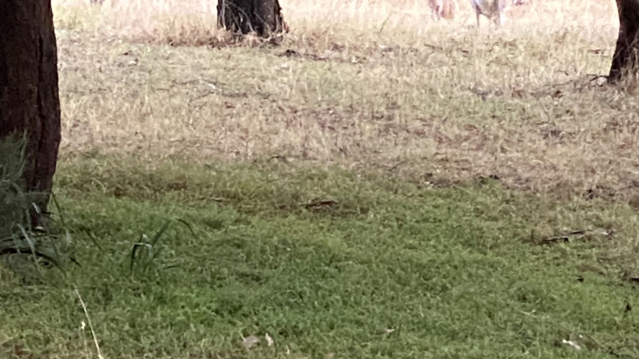 Photo of Others in Mount Macedon