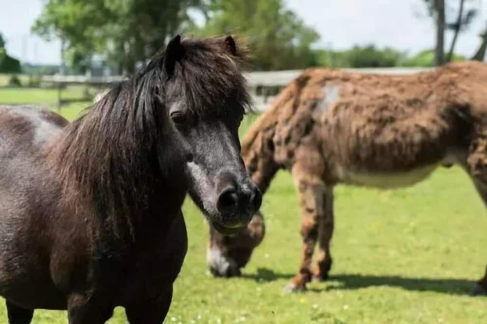 Photo of Outdoor in Varennes sur Loire