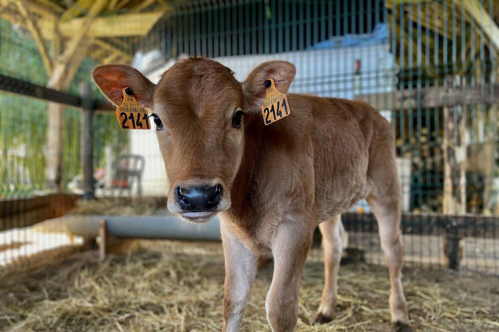 Photo of Others in Sainte-Gemme