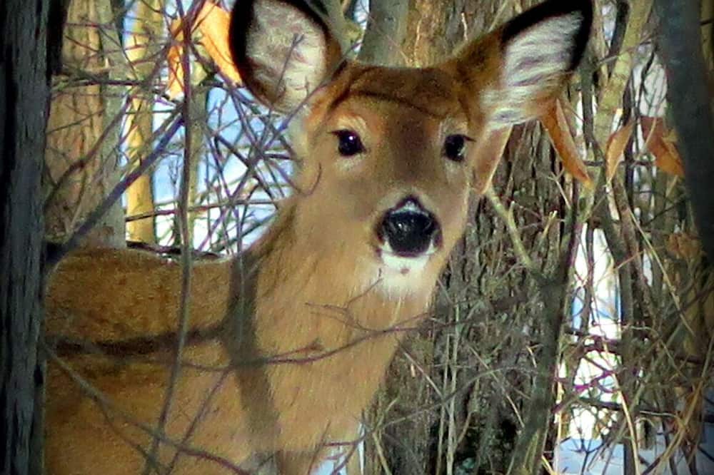 Photo of Others in Dansville