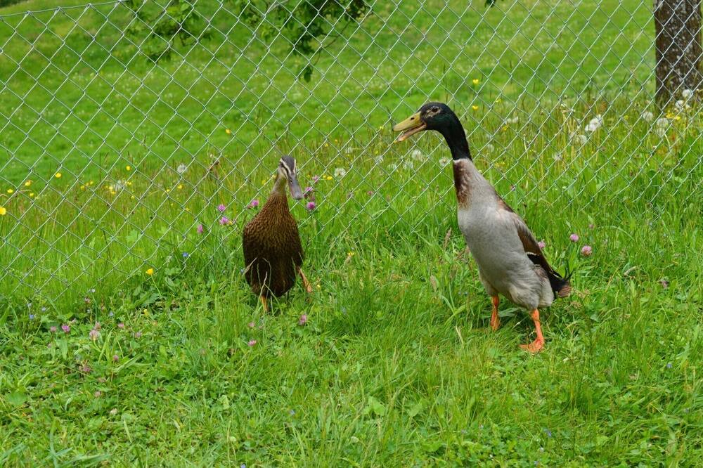 Photo of Others in Glarus Sued
