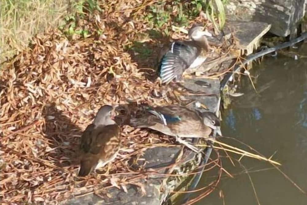 Photo of Outdoor in Louverne