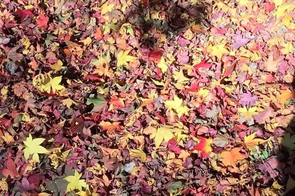 Photo of Others in Burrawang