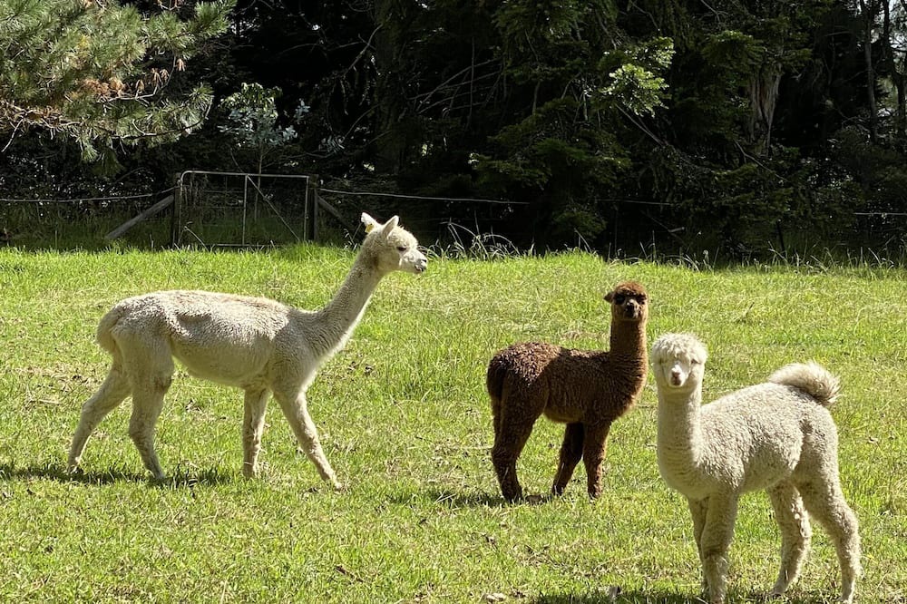 Photo of Others in Burrawang