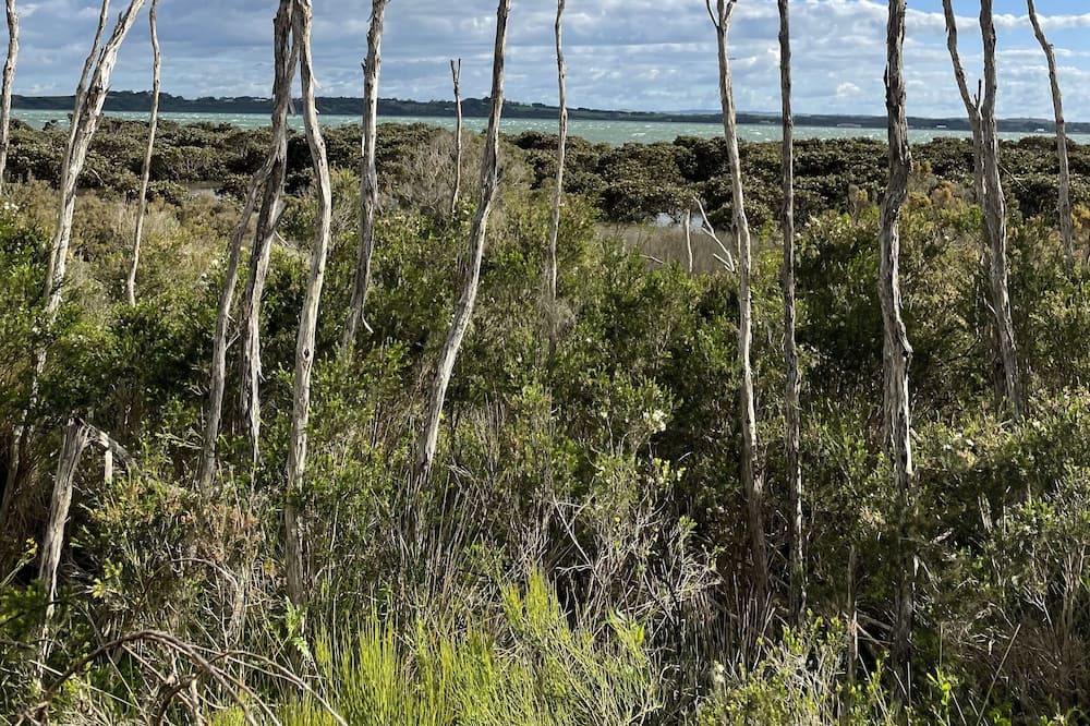 Photo of Others in Venus Bay