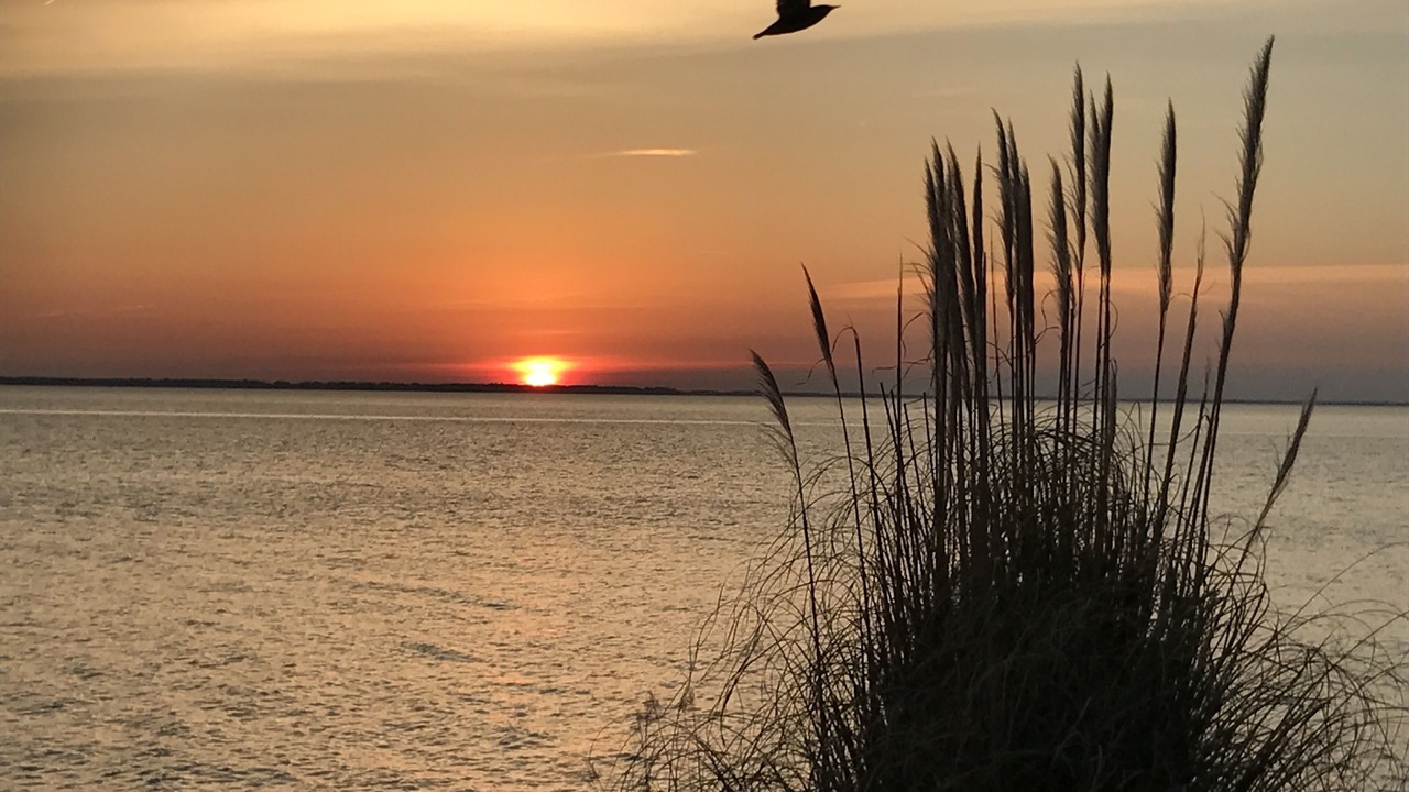 Photo of Others in Issue