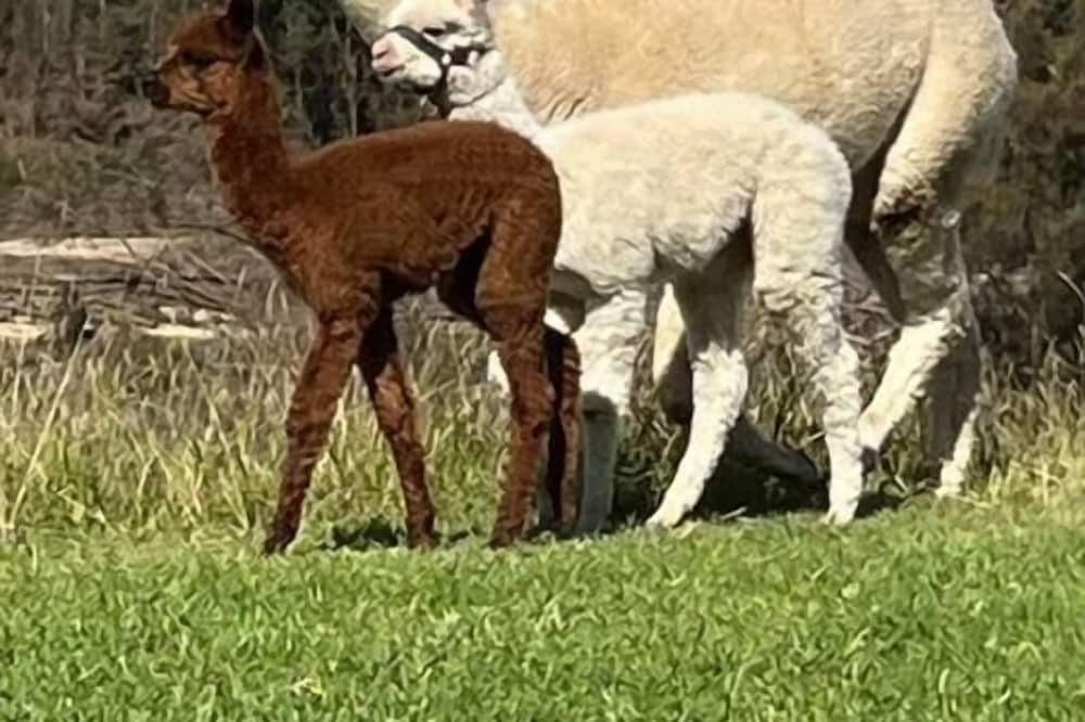 Photo of Outdoor in Yarramundi