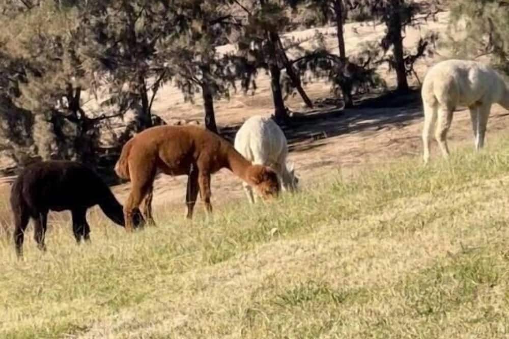 Photo of Others in Yarramundi
