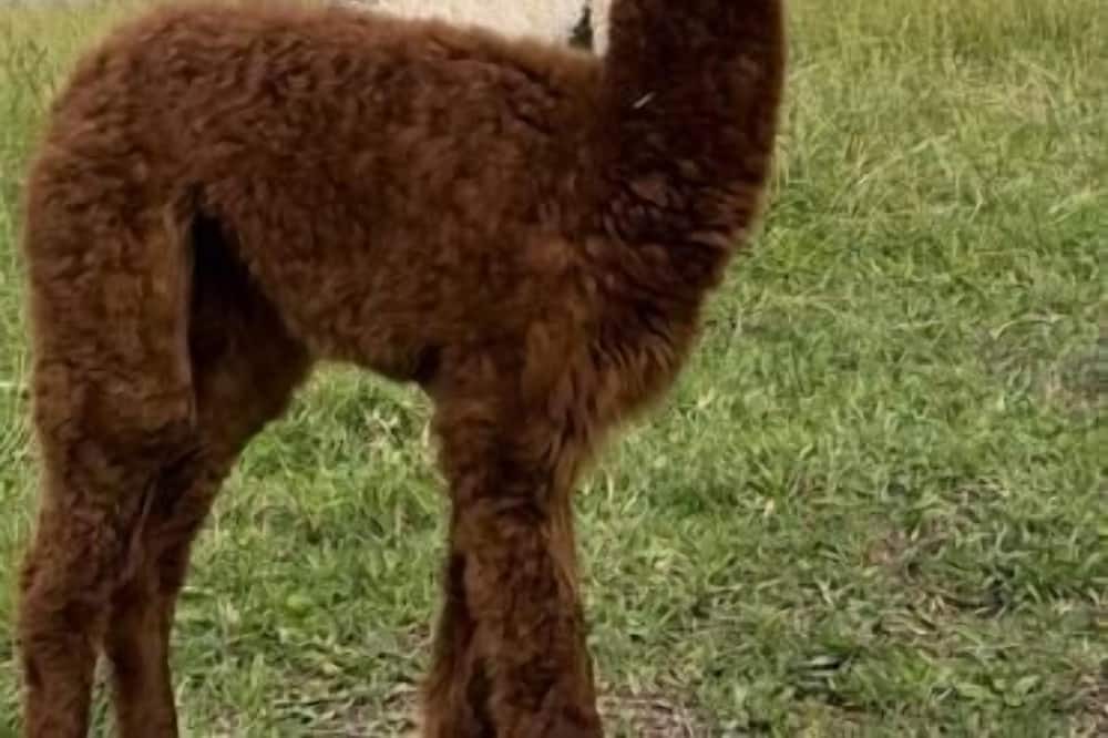 Photo of Others in Yarramundi