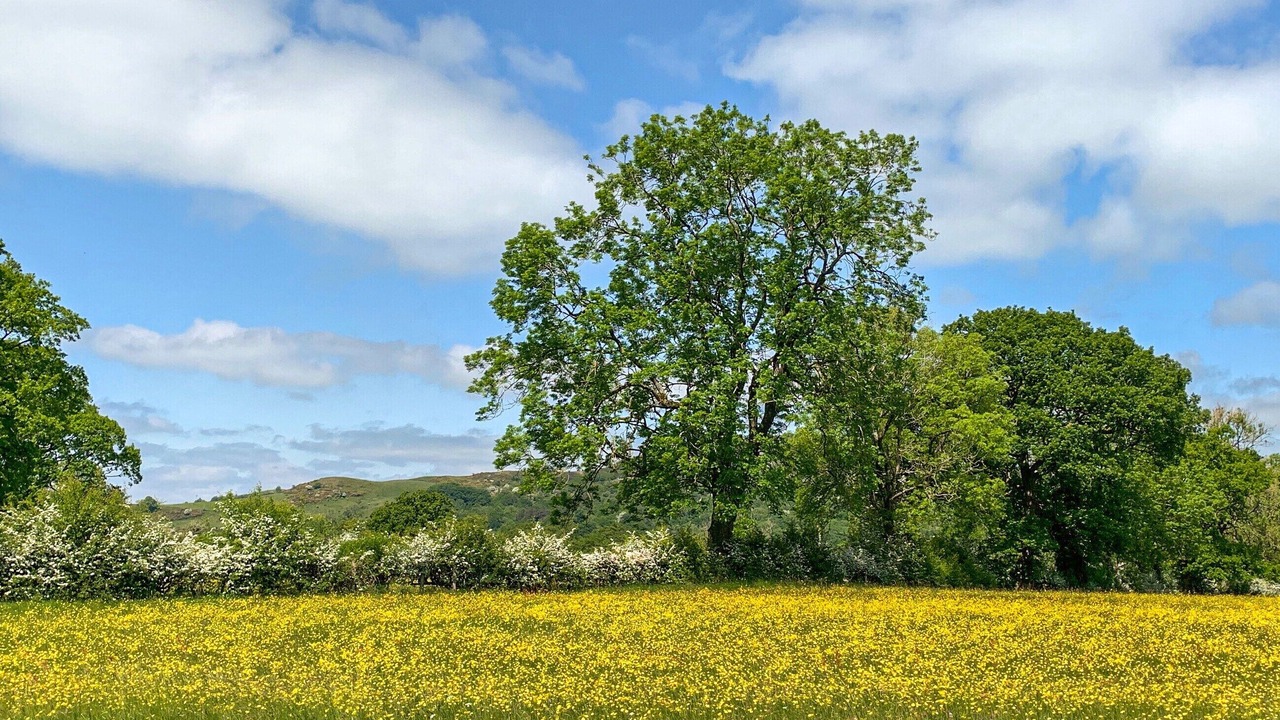 Photo of Others in Sutton