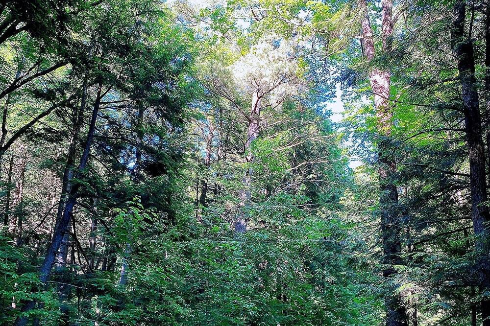 Photo of Outdoor in Minden Hills