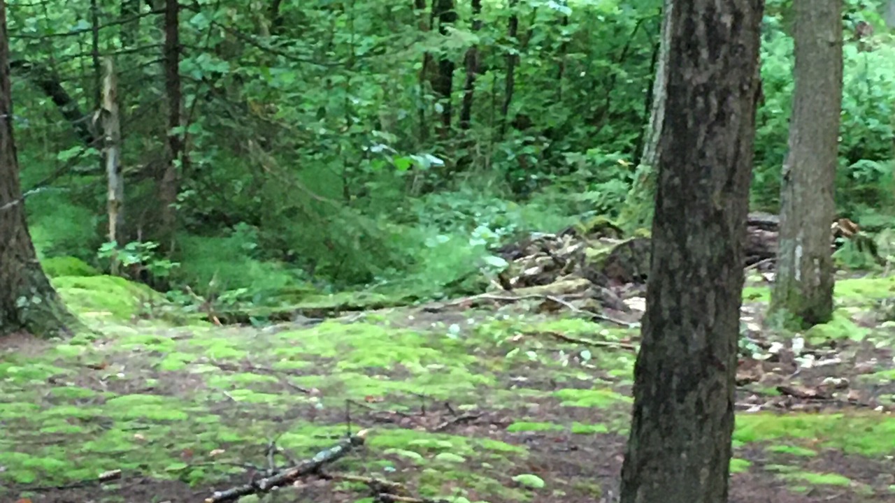 Photo of Outdoor in Potton