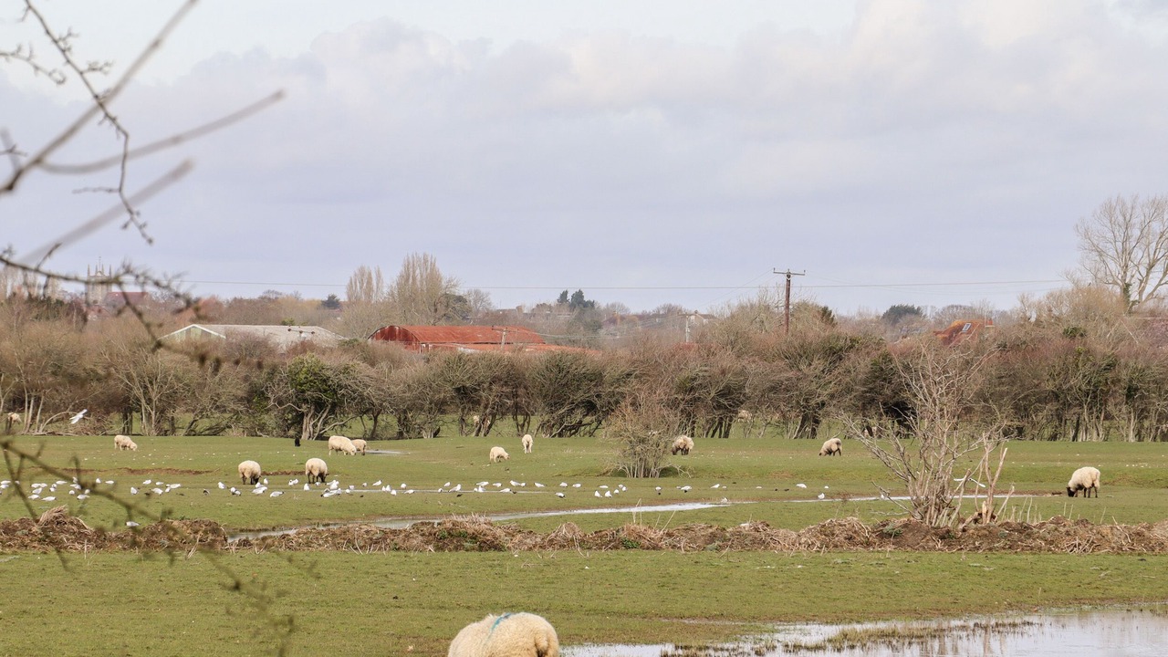 Photo of Others in Pevensey