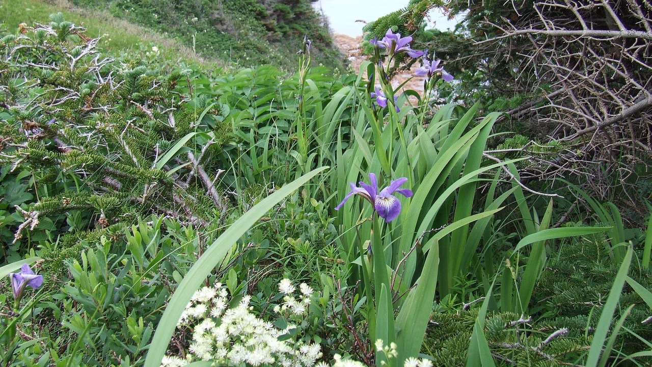 Photo of Outdoor in Twillingate