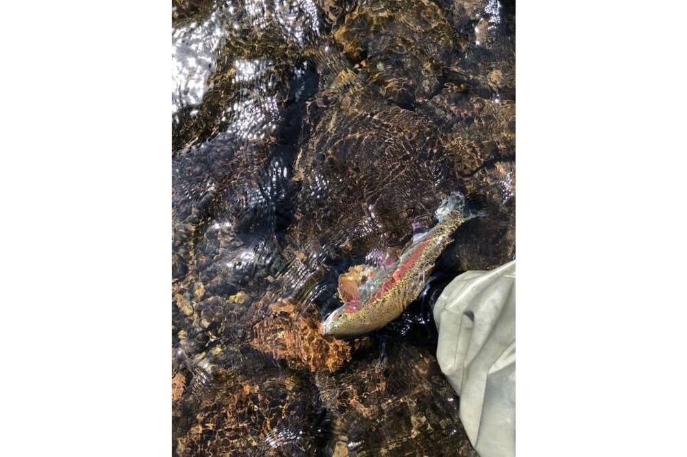 Photo of Others in Leaburg