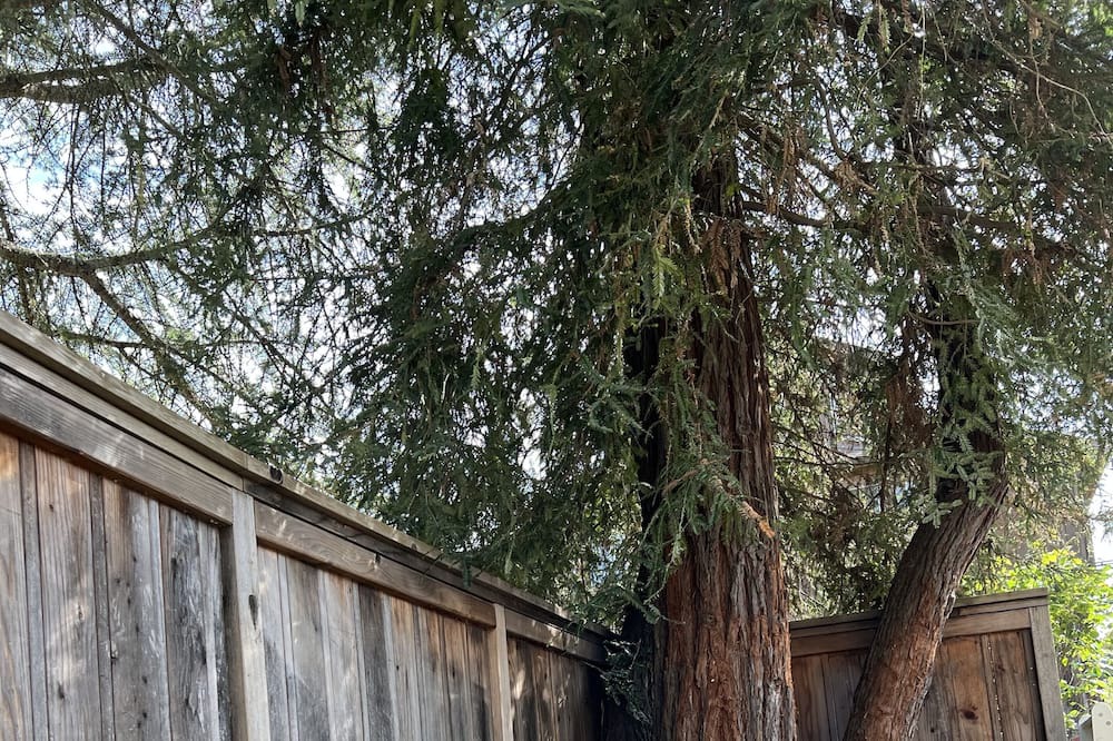 Photo of Outdoor in Boonville