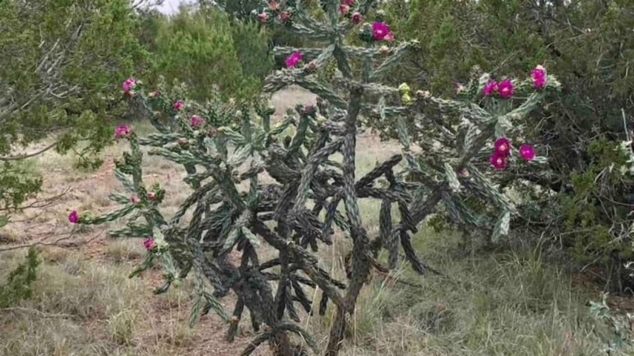 Photo of Outdoor in Alpine