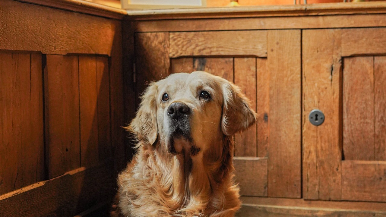 Photo of Others in Enclos