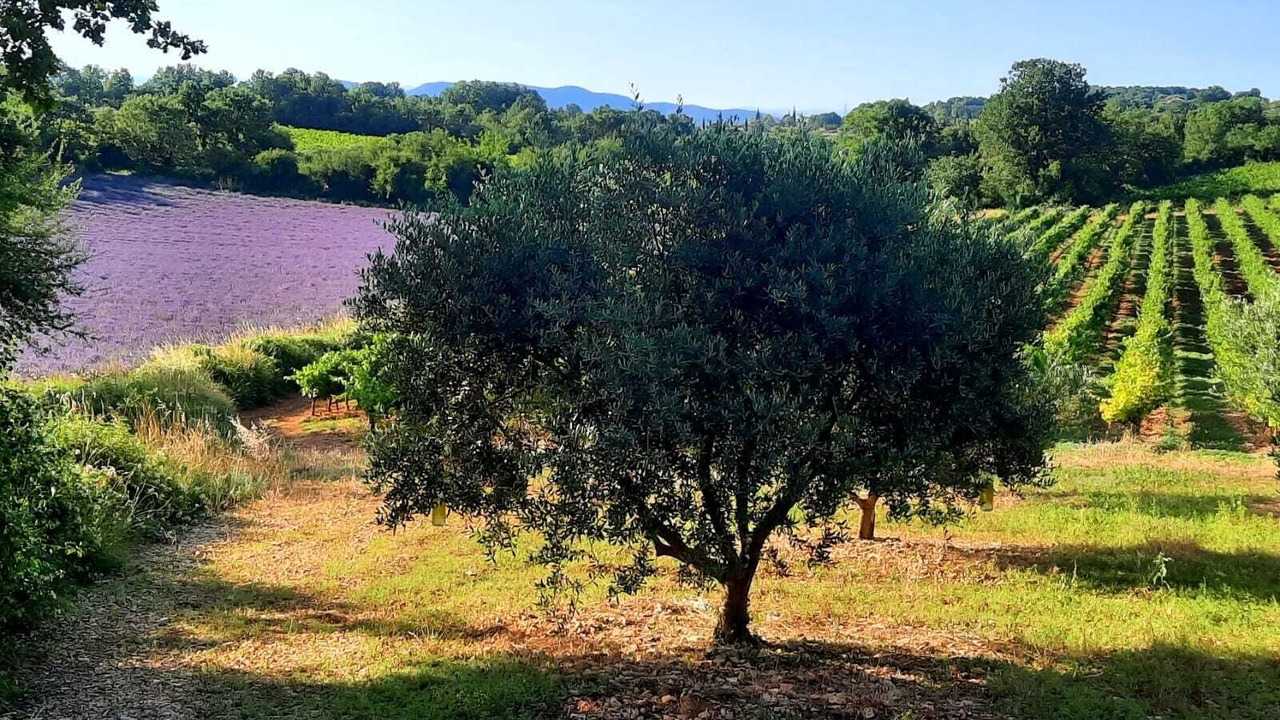 Photo of Outdoor in Barjac