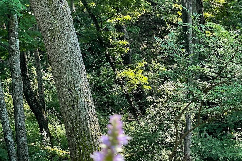 Photo of Outdoor in Cochecton