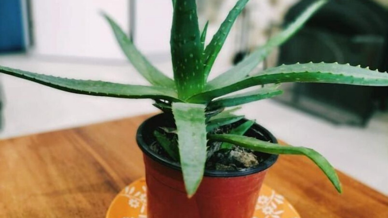 Photo of Others in Lagrange