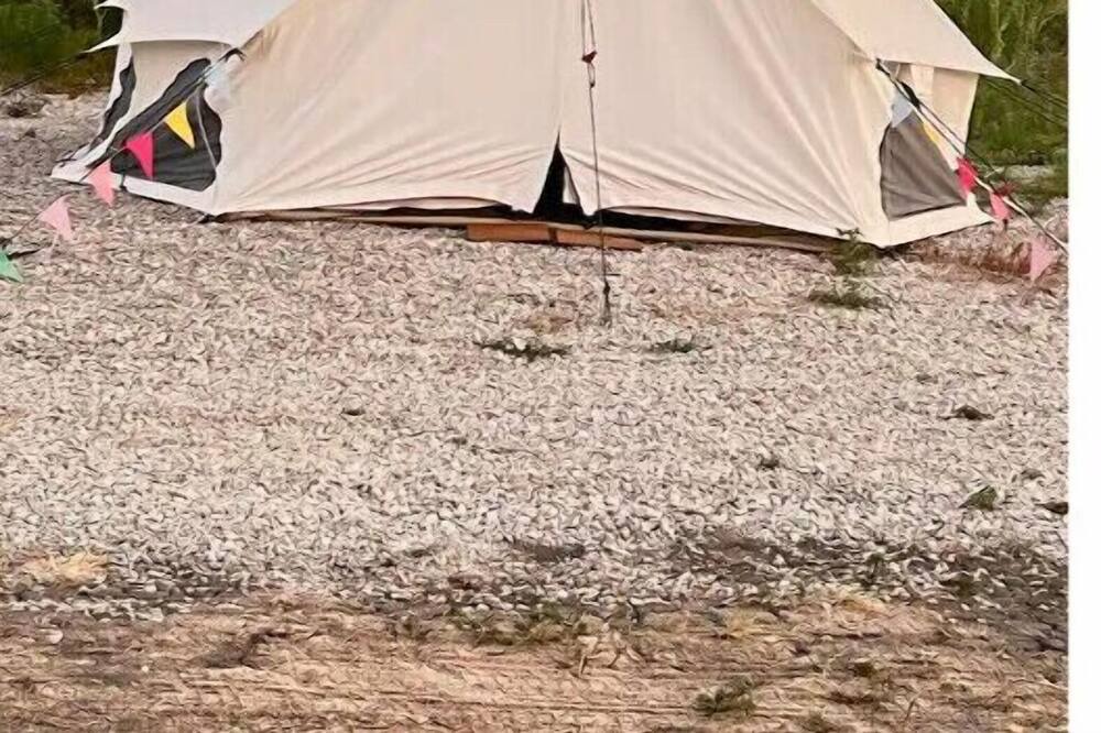 Photo of Others in Lorena