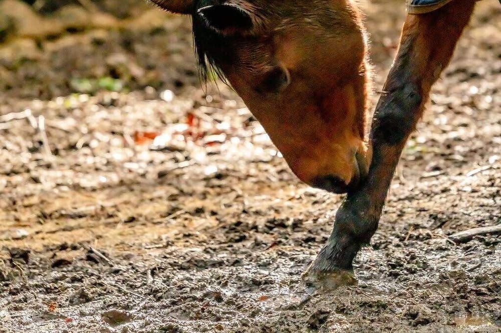 Photo of Others in Castella