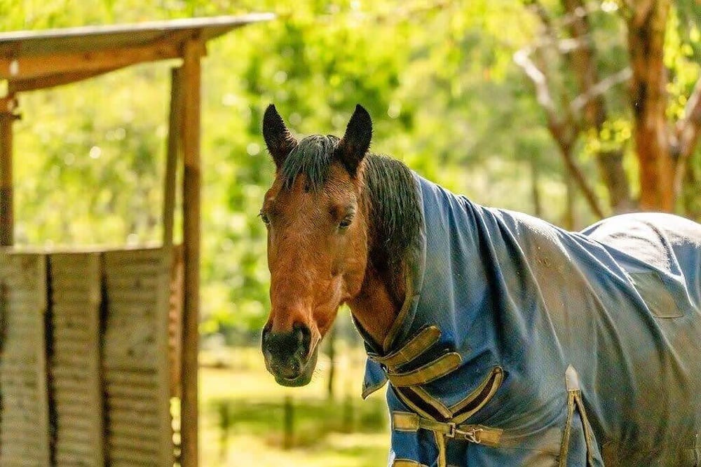 Photo of Others in Castella