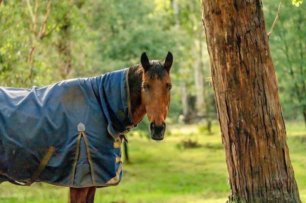 Photo of Others in Castella