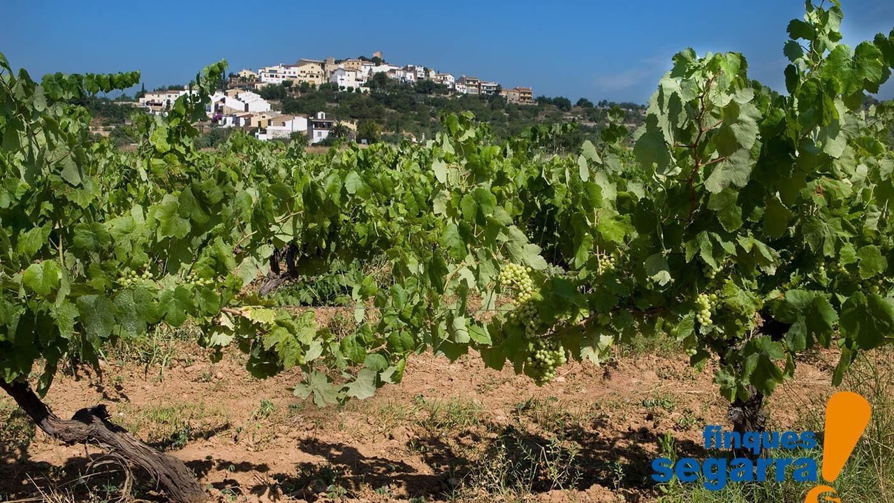 Photo of Outdoor in Comarruga