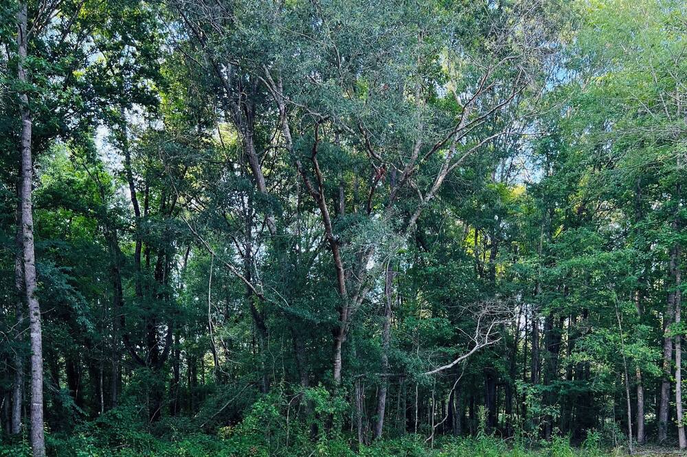 Photo of Outdoor in Grady