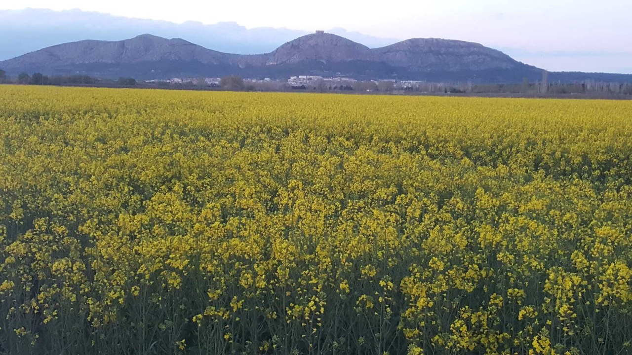 Photo of Outdoor in Gualta